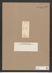 Navicula sp. (de-Toni-Nr.: Genus 1) Zeichnungen Sammlung Grunow Nr. 1602 (NHMW-BOT-W0368150)